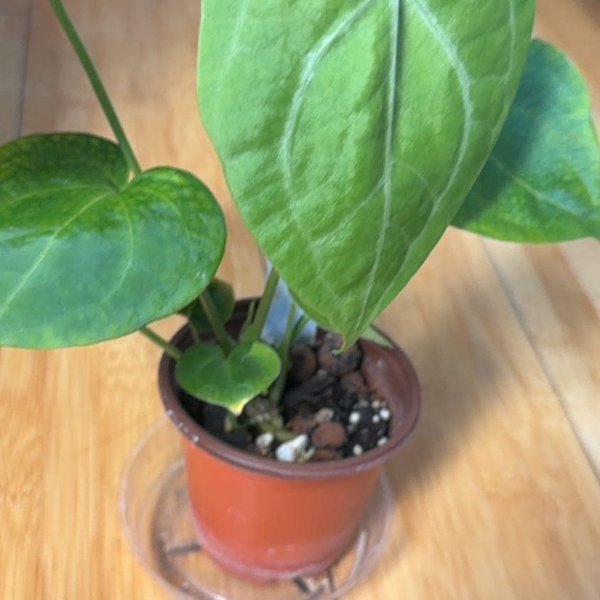 Photo of the plant species Anthurium Clarinervium x Bintang Kejora by @JediaMaster named Robert Plant on Greg, the plant care app