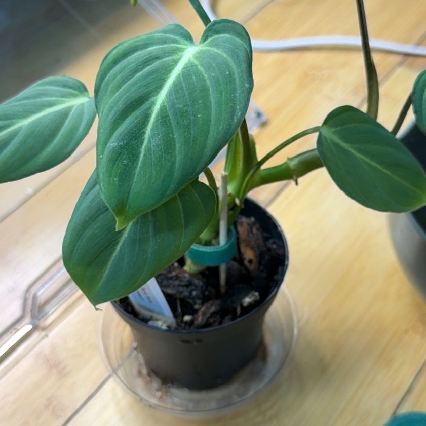 Photo of the plant species Dark Form by @JediaMaster named Athena on Greg, the plant care app