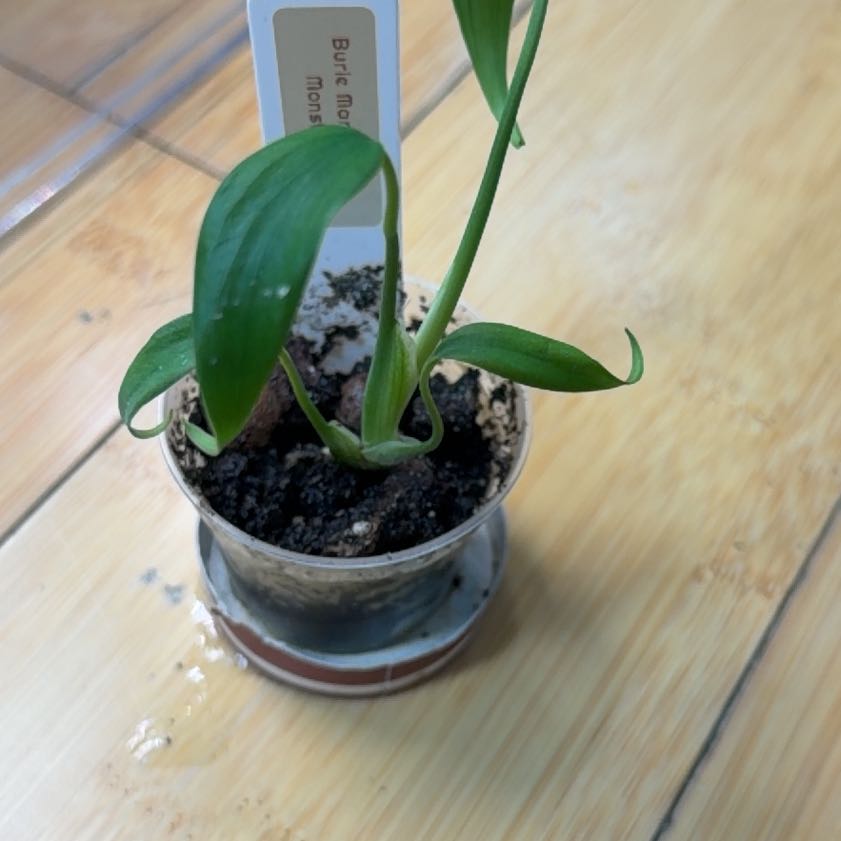Photo of the plant species Burle Marx Flame Monstera by @JediaMaster named da Vinci on Greg, the plant care app
