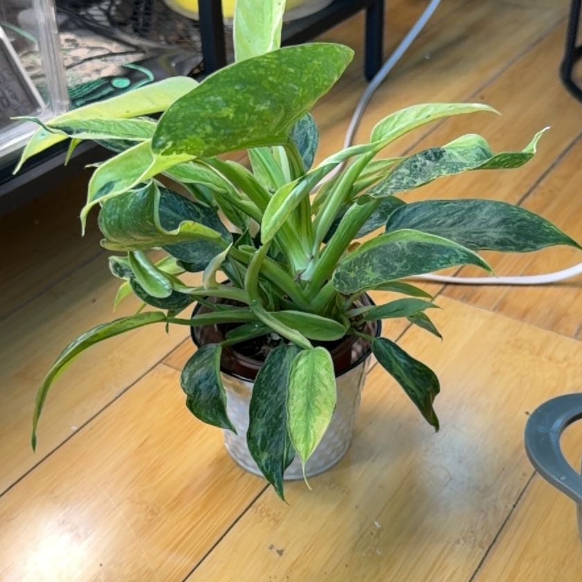 Photo of the plant species Philodendron 'Jose Buono' by @JediaMaster named Bodhi on Greg, the plant care app