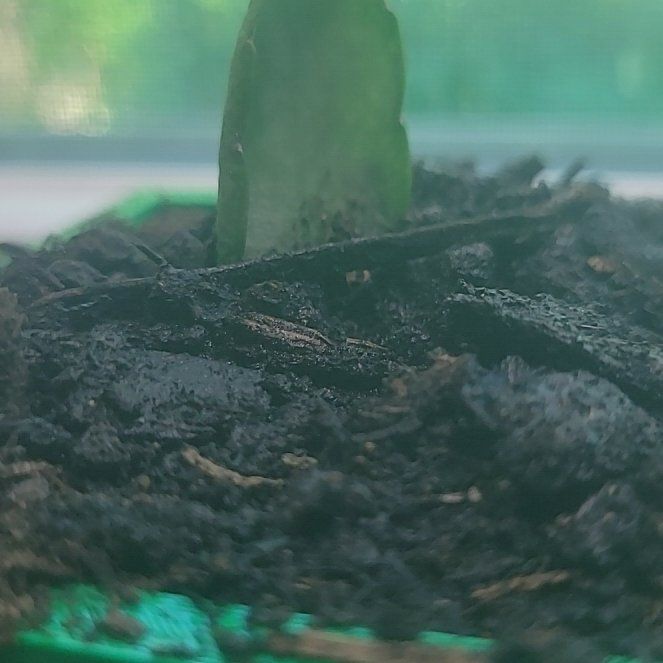 Photo of the plant species Rhipsalidopsis gaertneri 'Red' by @AlwaysYellowgum named Apollo on Greg, the plant care app