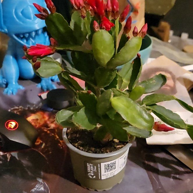 Photo of the plant species Rhipsalidopsis gaertneri 'Red' by @AlwaysYellowgum named Sol on Greg, the plant care app