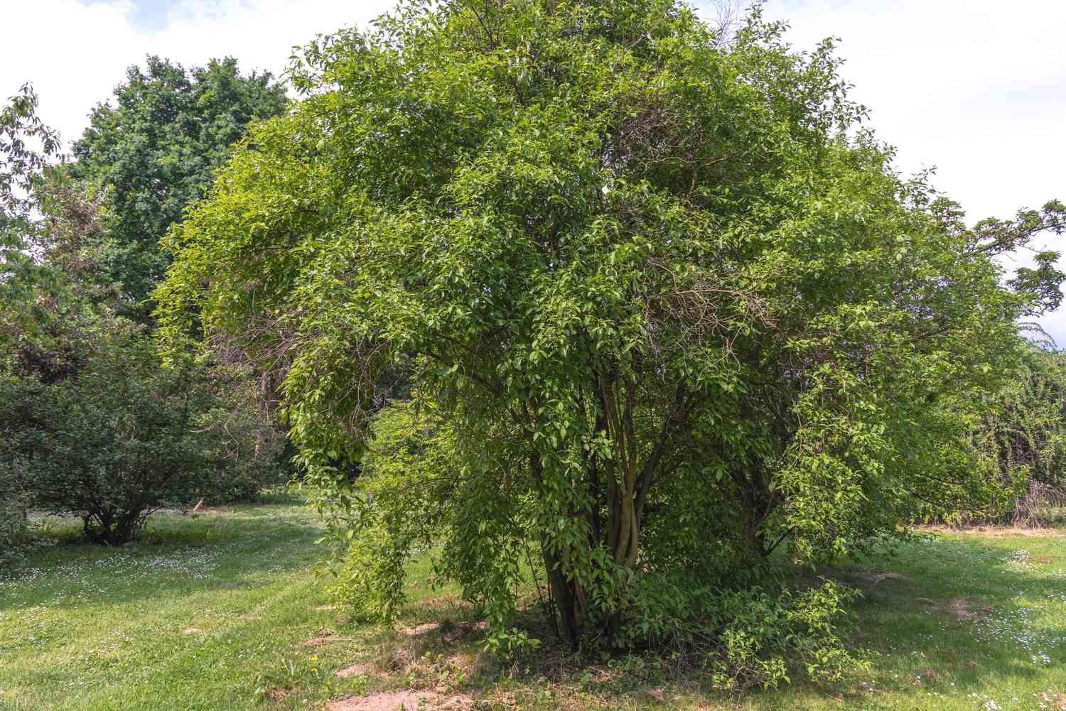 Photo of the plant species Grey Dogwood by @AlwaysYellowgum named Creek on Greg, the plant care app