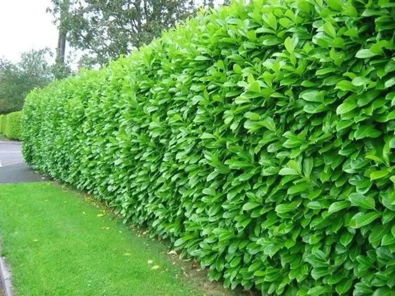 Photo of the plant species Border Privet by @AlwaysYellowgum named Fence1 on Greg, the plant care app