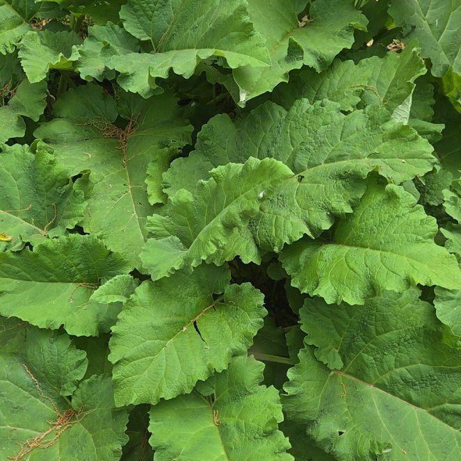 Photo of the plant species Great Burdock by @AlwaysYellowgum named Sanders on Greg, the plant care app
