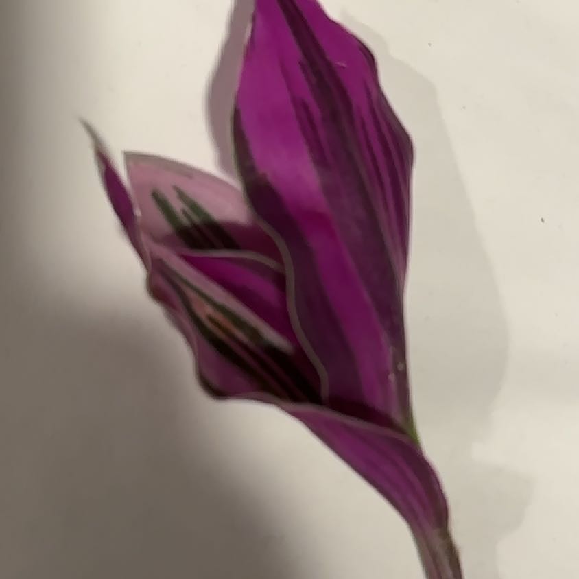 Plant care for Trandescantia pallida on Greg, the plant care app