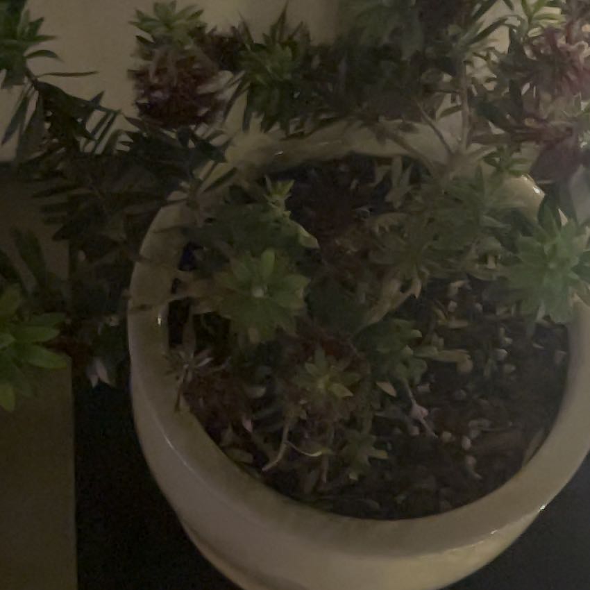 Photo of the plant species Callistemon viminalis by @TenablePegaropa named Emerson on Greg, the plant care app