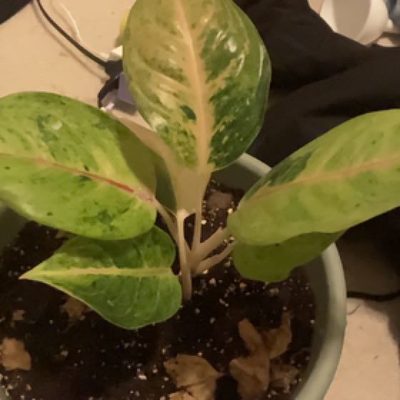 Photo of the plant species Golden Papaya Chinese Evergreen by @ValidSuncup named Mochi on Greg, the plant care app
