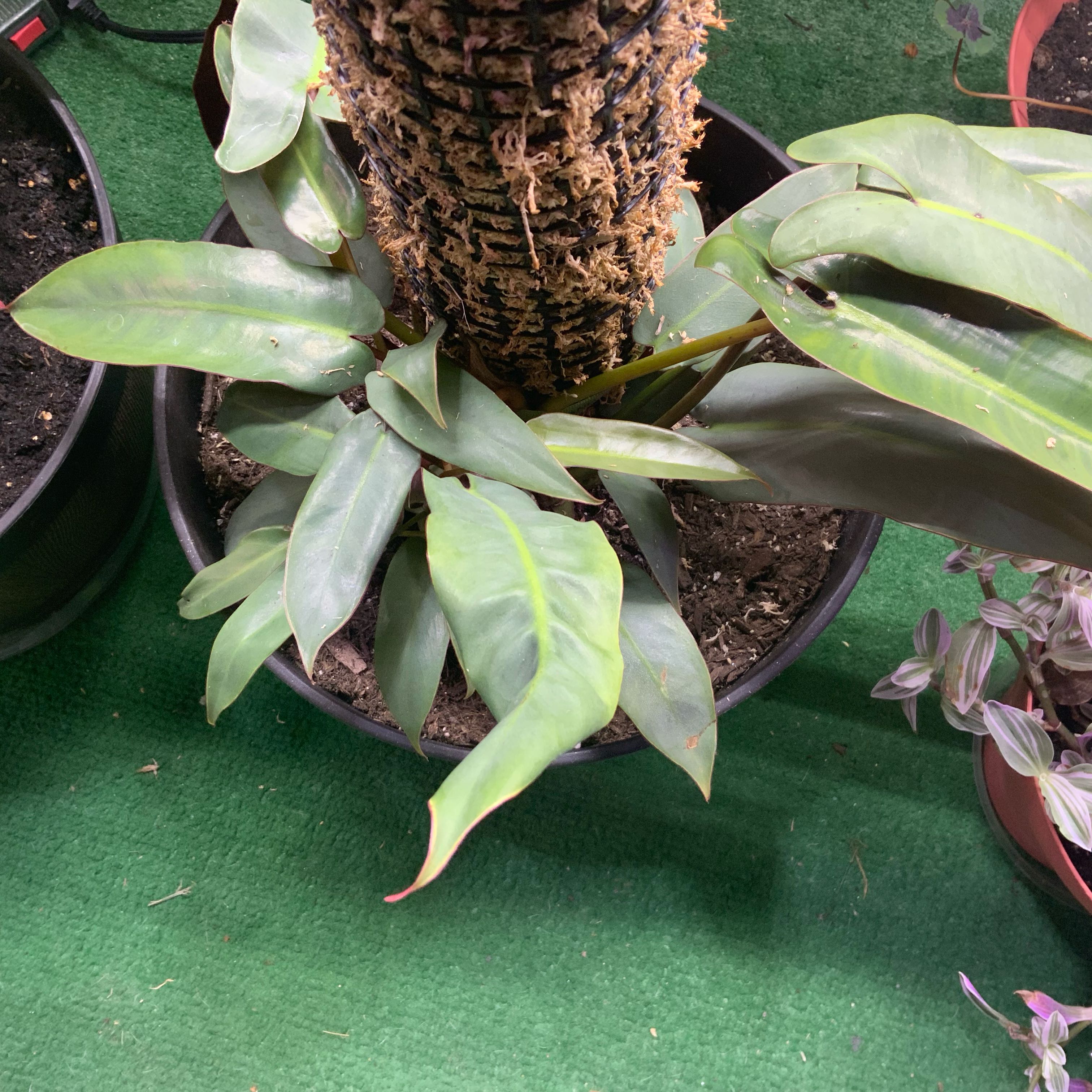 Philodendron atabapoense plant in a pot with visible soil and healthy leaves.