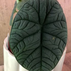 Photo of the plant species Dragonite by @DiamondChevelle named Alocasia dragonite on Greg, the plant care app