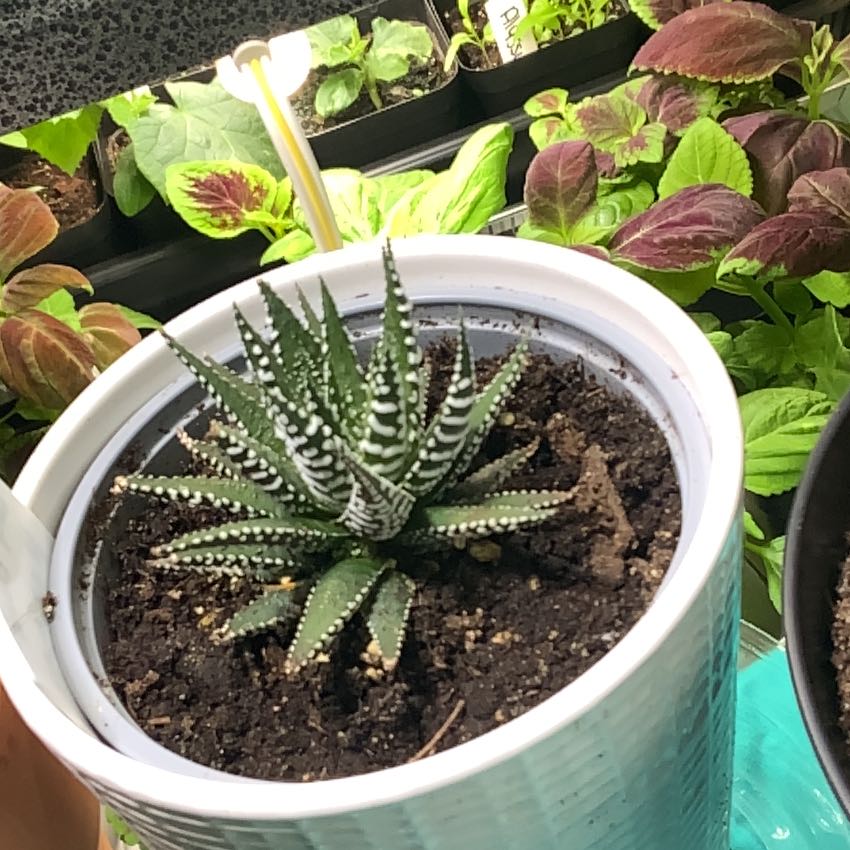 Photo of the plant species Haworthia 'Big Band' by @DiamondChevelle named Madonna on Greg, the plant care app