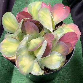 Photo of the plant species Crested Variegated Paddle Plant by @DiamondChevelle named Gregarious on Greg, the plant care app