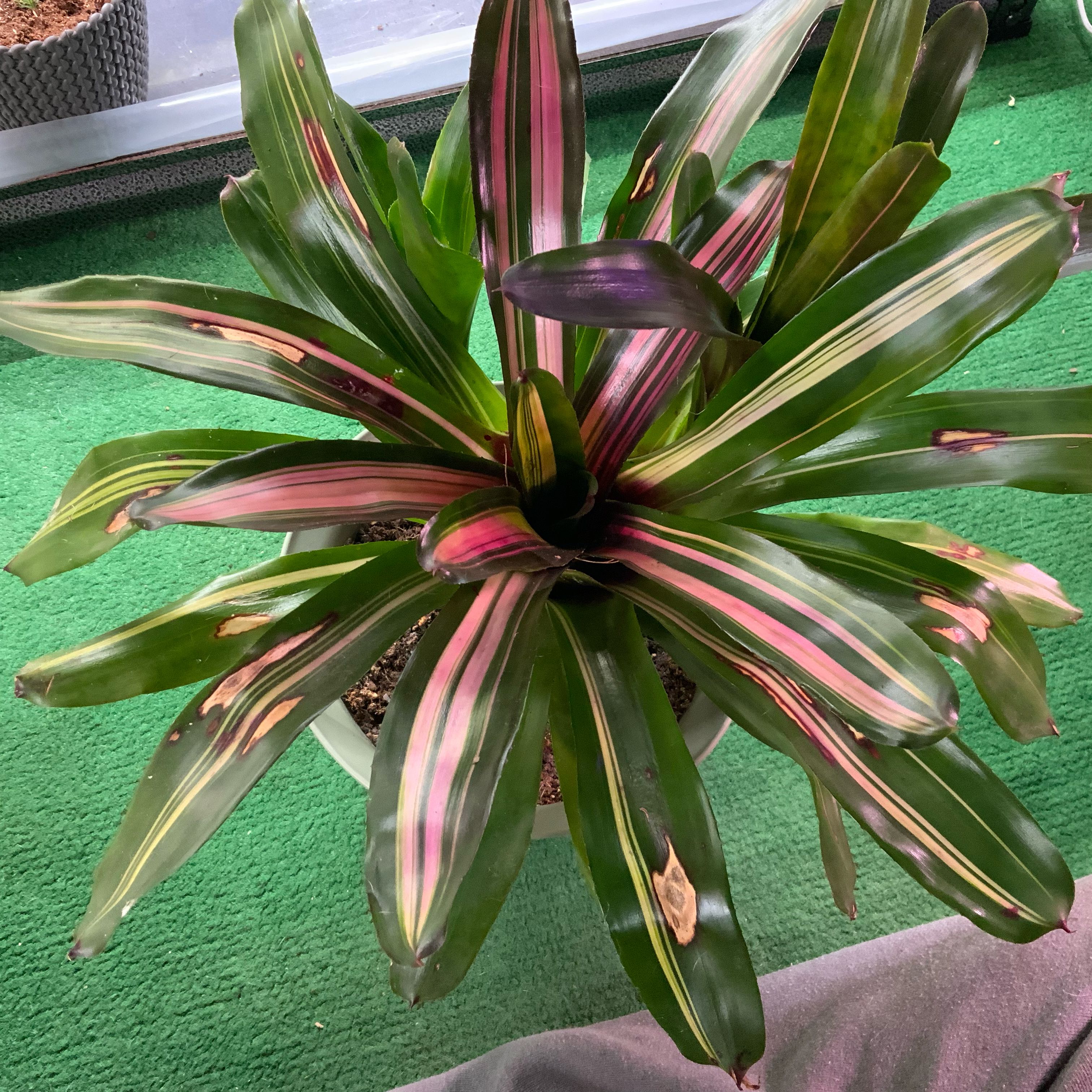 Photo of the plant species Grove Cotton Candy by @DiamondChevelle named ChloroPhil on Greg, the plant care app