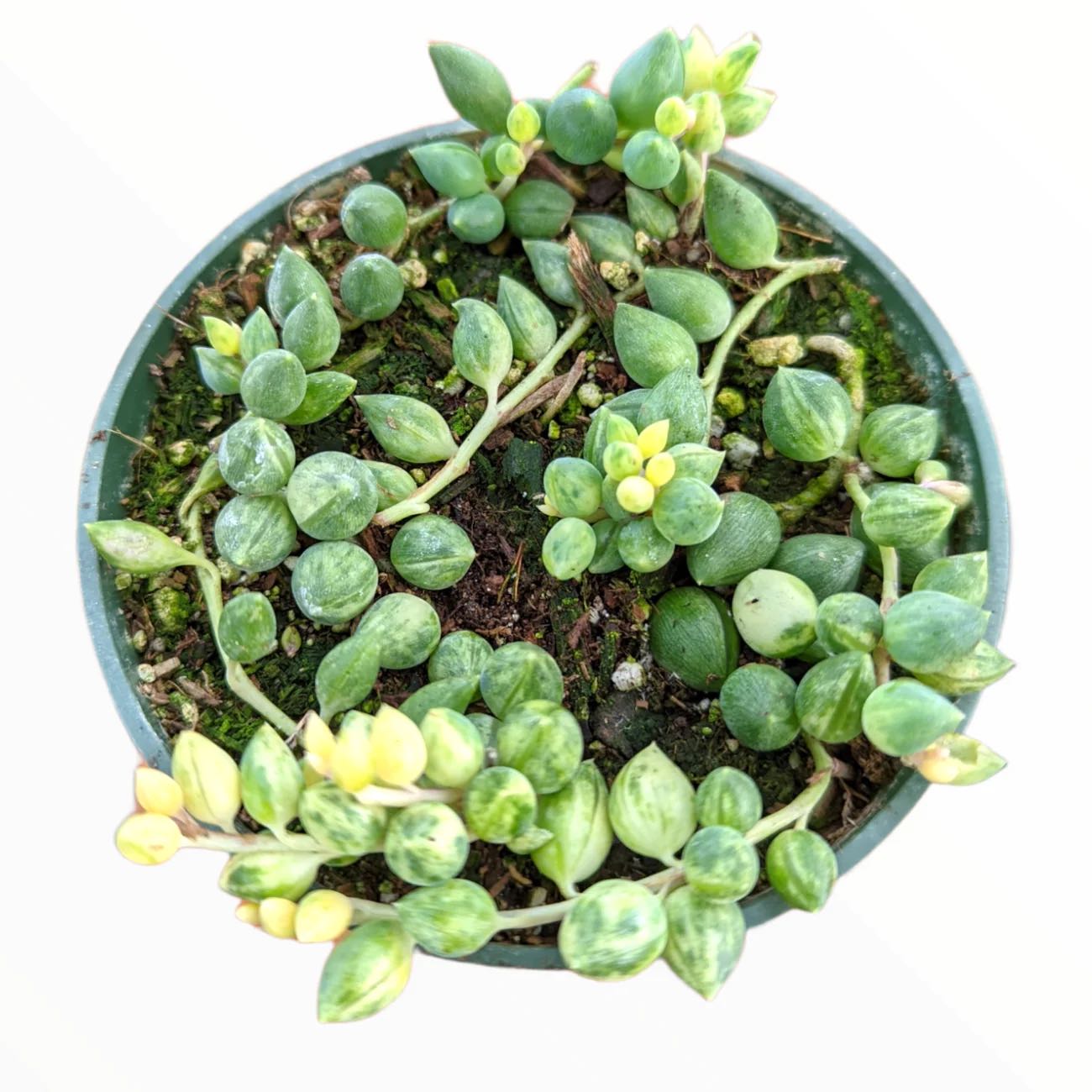 Photo of the plant species Angel's Tears by @DiamondChevelle named Bigleef Smalls on Greg, the plant care app