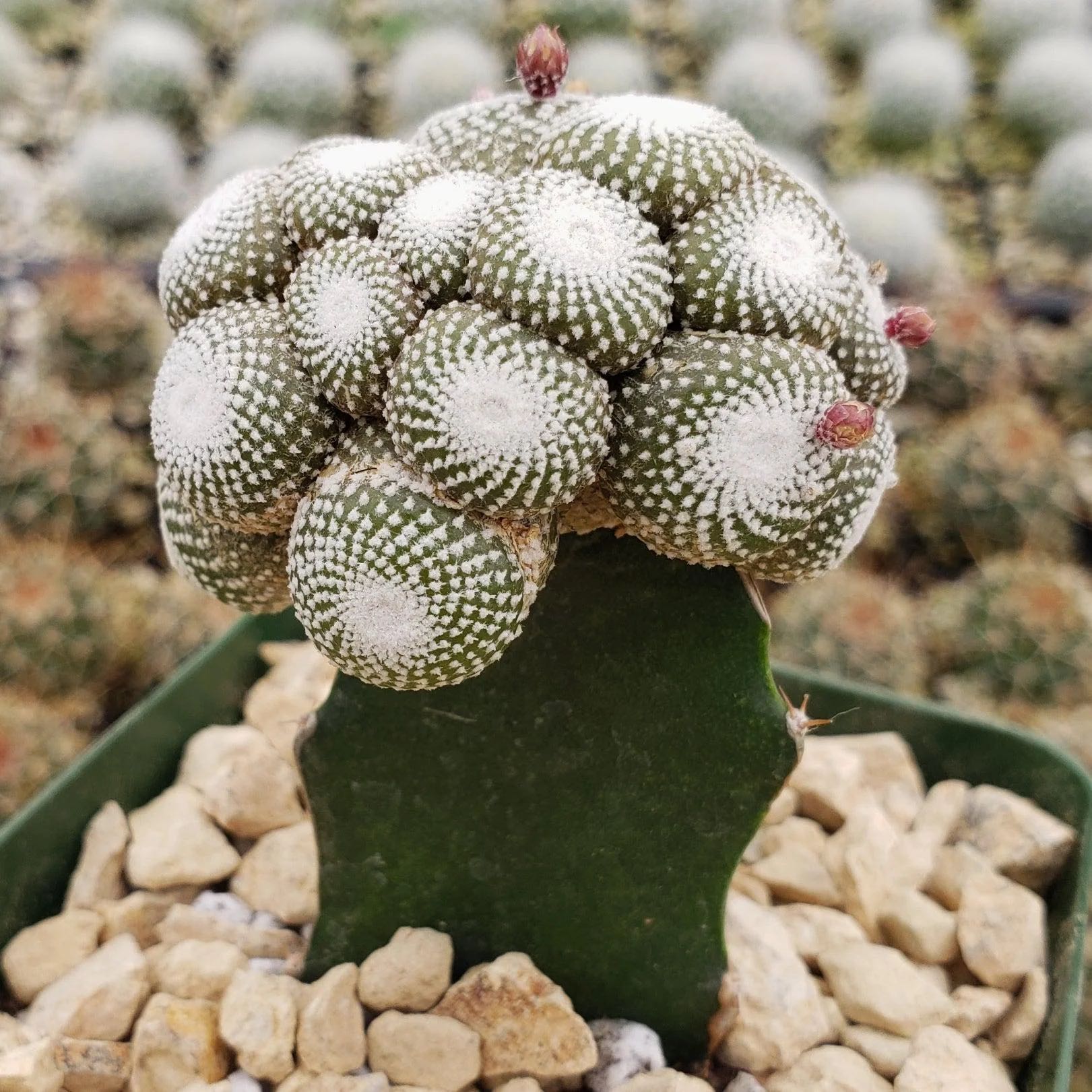Photo of the plant species Blossfeldia liliputana by @DiamondChevelle named Scarlett on Greg, the plant care app