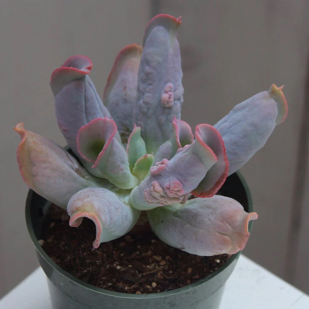 Photo of the plant species Culibra Echeveria by @DiamondChevelle named Bieber on Greg, the plant care app