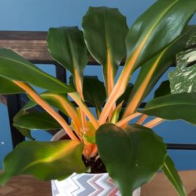 Photo of the plant species mandarin orange spider plant by @ClassyCoojong named Athena on Greg, the plant care app
