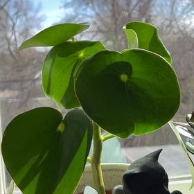 Photo of the plant species Owl Eye by @ClassyCoojong named Harry on Greg, the plant care app