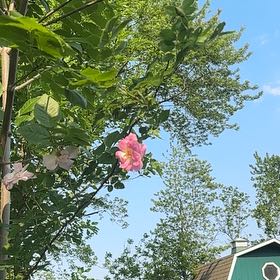 Photo of the plant species Cotton Rosemallow by @BossStonepine named LiloStitch on Greg, the plant care app