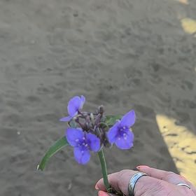 Photo of the plant species Ohio Spiderwort by @BossStonepine named Kardashian on Greg, the plant care app