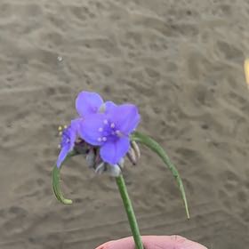 Photo of the plant species Ohio Spiderwort by @BossStonepine named Morgan Treeman on Greg, the plant care app