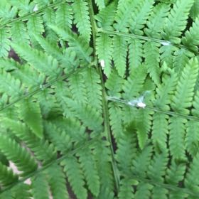 Photo of the plant species Austral Lady Fern by @GenialBlackrose named Figyonce on Greg, the plant care app