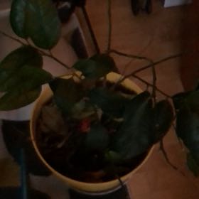 Photo of the plant species Rangpur Lime by @GenialBlackrose named Orwell on Greg, the plant care app