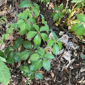 Photo of the plant species Virginia Creeper by @GenialBlackrose named Elina on Greg, the plant care app