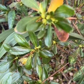 Photo of the plant species Redclaws by @GenialBlackrose named Kobe on Greg, the plant care app