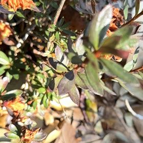 Photo of the plant species New Zealand Tea Tree by @GenialBlackrose named Taylor Swift on Greg, the plant care app