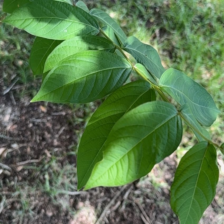 Photo of the plant species Crape Myrtle by @GenialBlackrose named Khaleesi on Greg, the plant care app
