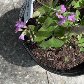 Photo of the plant species Oxalis Latifolia by @GenialBlackrose named Plato on Greg, the plant care app