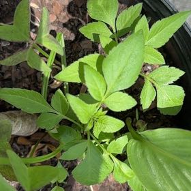 Photo of the plant species Beggar-Ticks by @GenialBlackrose named Gates on Greg, the plant care app