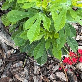 Photo of the plant species Spicy Jatropha by @GenialBlackrose named Lebron on Greg, the plant care app