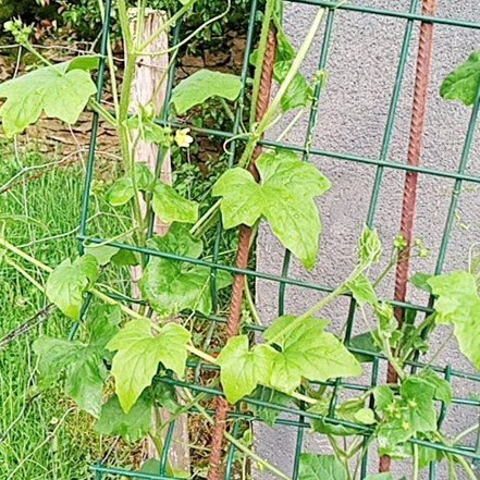 Photo of the plant species Cretan Bryony by @ClearcutBlueech named Orlando Bloom on Greg, the plant care app