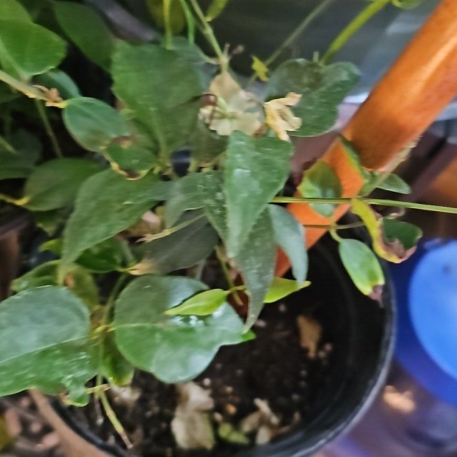 Photo of the plant species Jasmine by @VividLavaranos named Fernie Mac on Greg, the plant care app