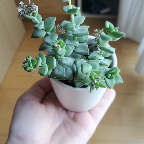Photo of the plant species Crassula Rupestris by @ExoticOrrisroot named Crassula on Greg, the plant care app