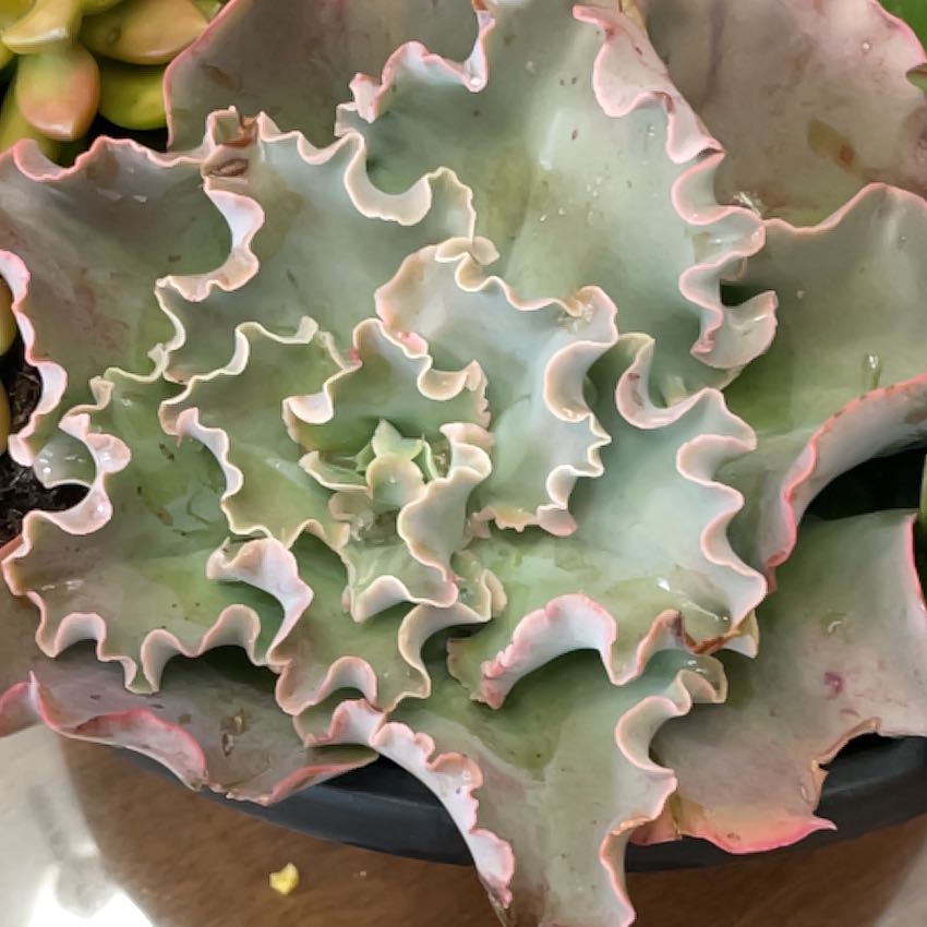 Photo of the plant species Echeveria Bittersweet by @WhizSicklepod named Zion on Greg, the plant care app