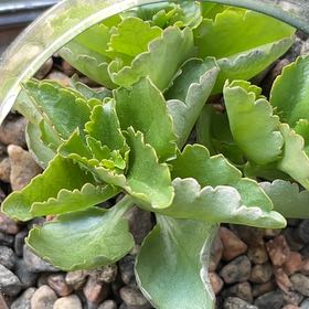 Photo of the plant species mini calandiva by @WhizSicklepod named Einstein on Greg, the plant care app