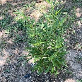 Photo of the plant species Black bamboos by @DivinePaleflax named Austen on Greg, the plant care app