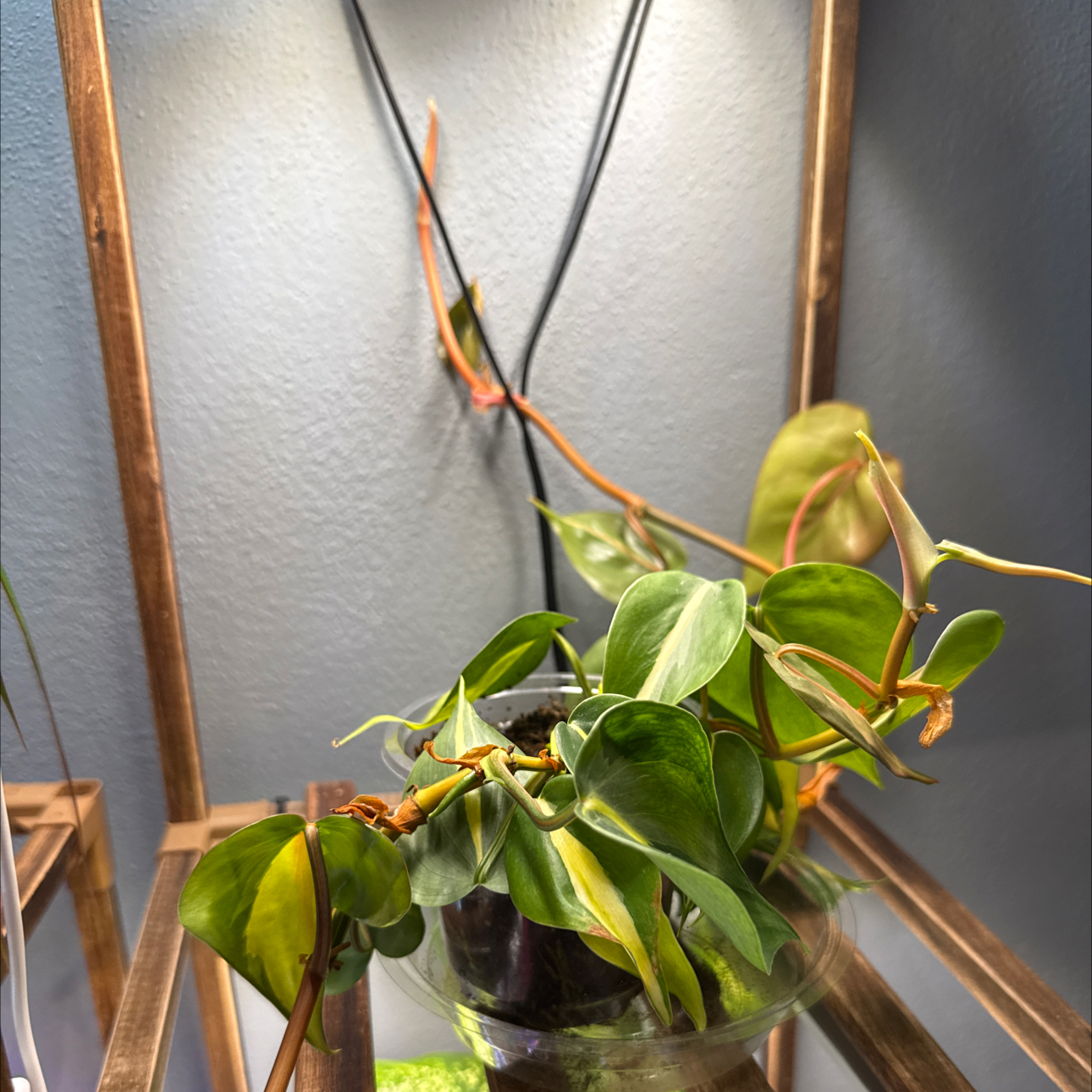 Photo of the plant species Brazil Philodendron by @MoodyHippie named Planty on Greg, the plant care app