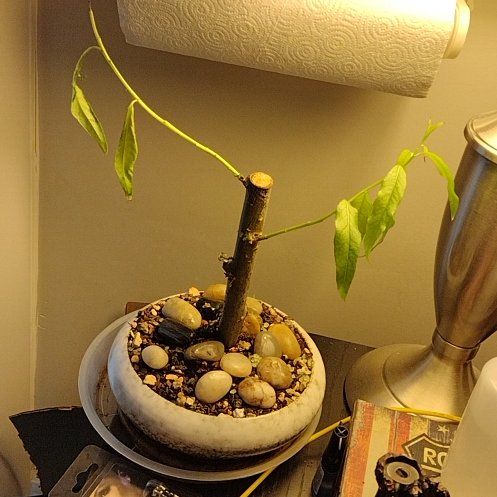 Bonzie Willow tree
