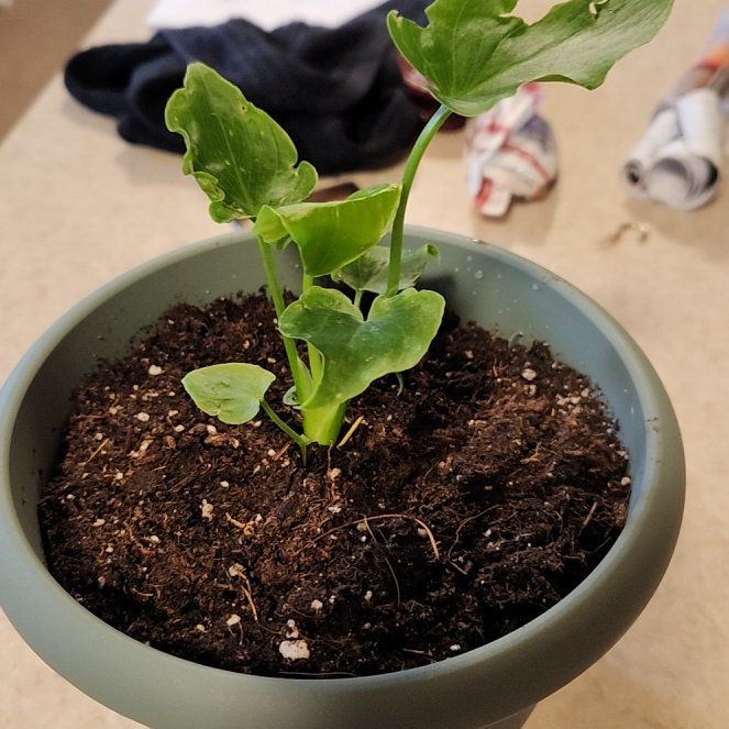 Photo of the plant species Hope Plant by @MekaY named Miracle on Greg, the plant care app