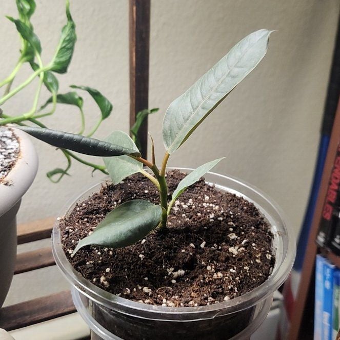 Plant care for Ficus glandifera on Greg, the plant care app