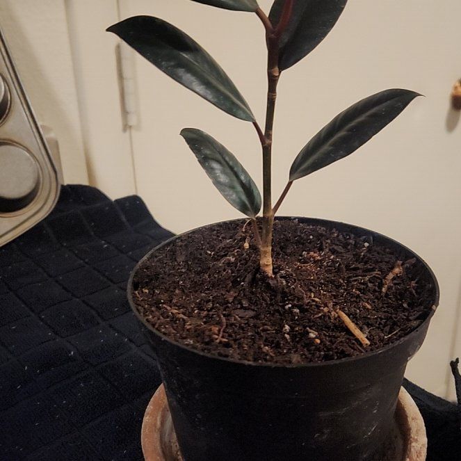 Photo of the plant species Ficus burgundy by @MekaY named Benjamin on Greg, the plant care app