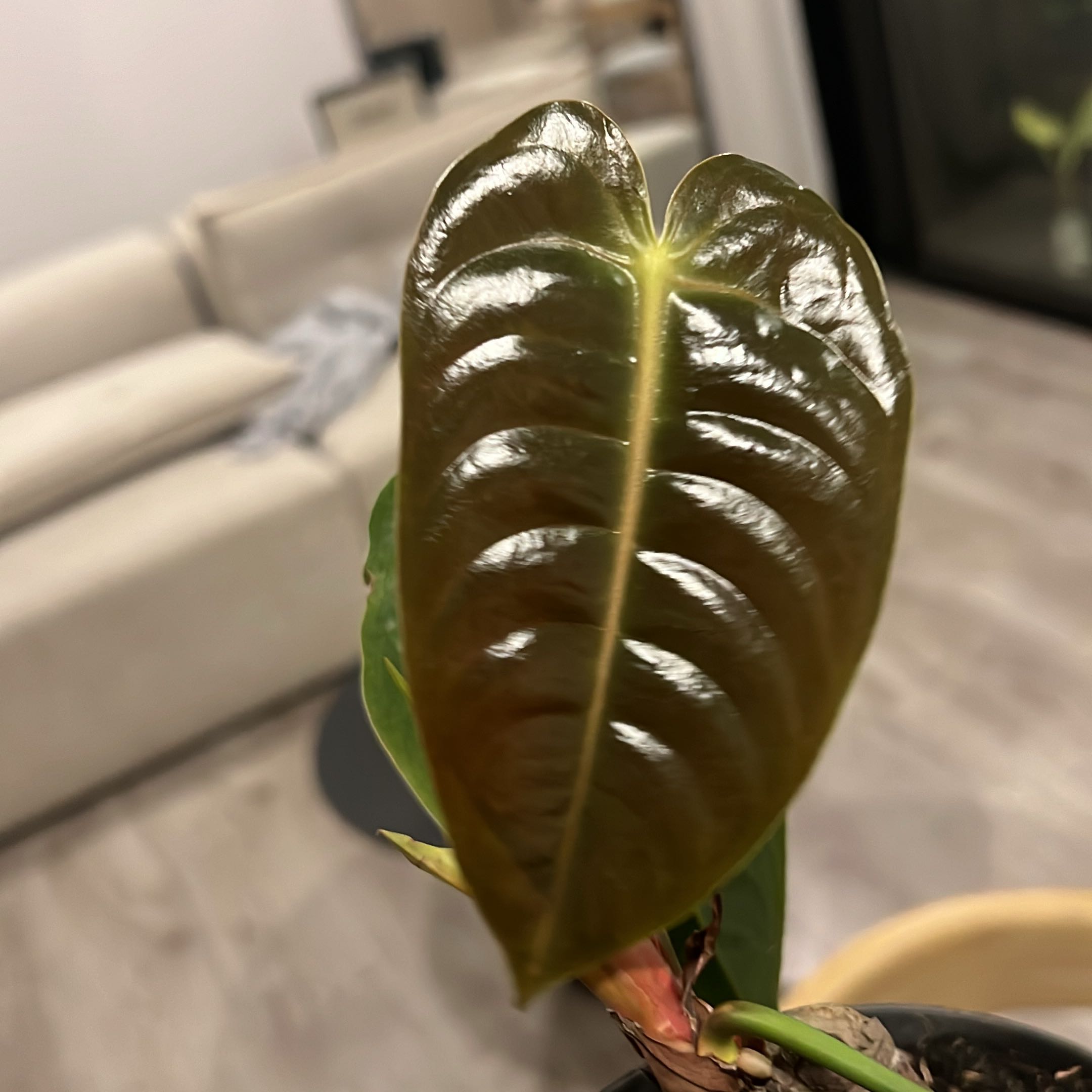 Glossy leaf of Anthurium veitchii with prominent veins, appears healthy.