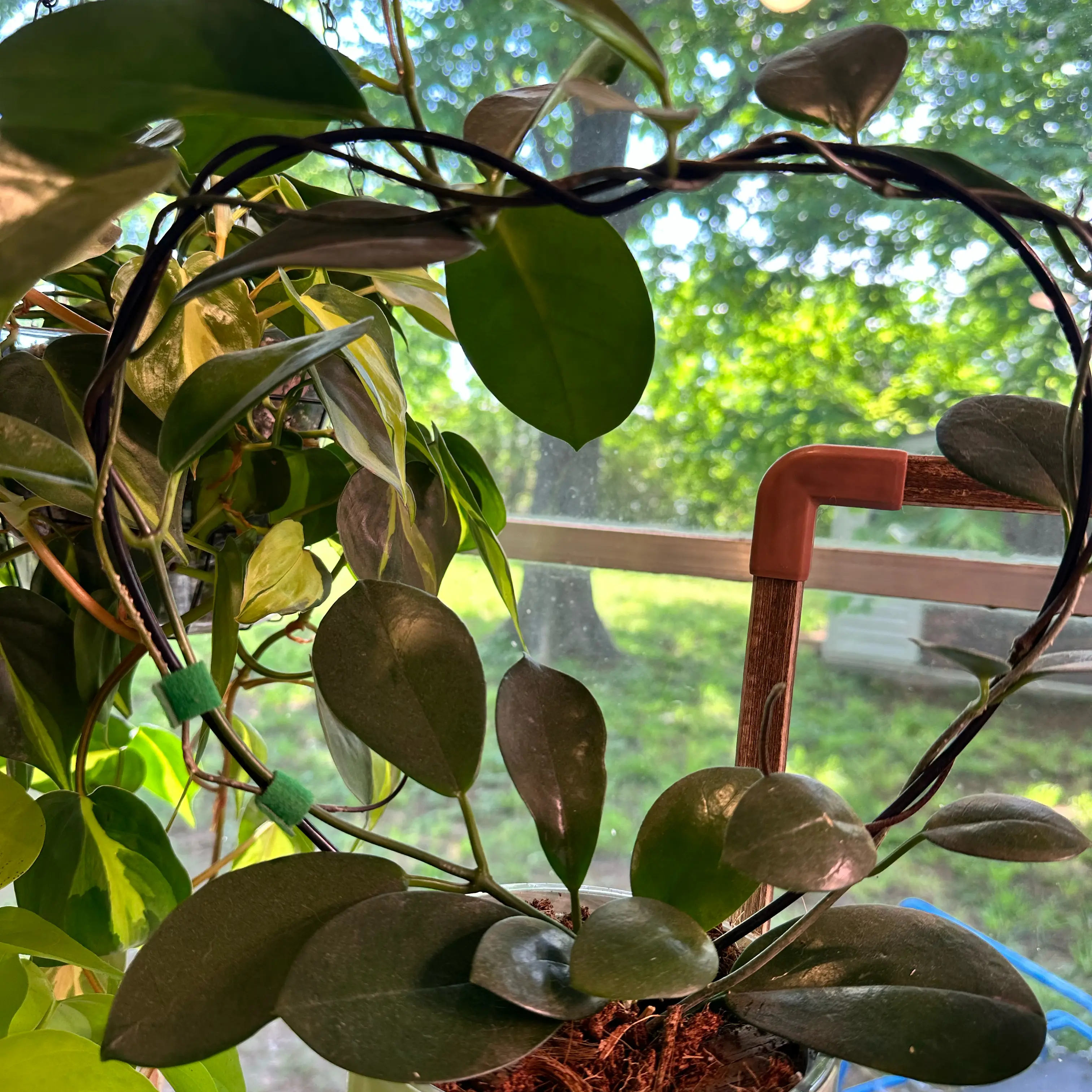 Photo of the plant species Hoya australis 'Keysii' by @PlantDryaid named Keysii on Greg, the plant care app