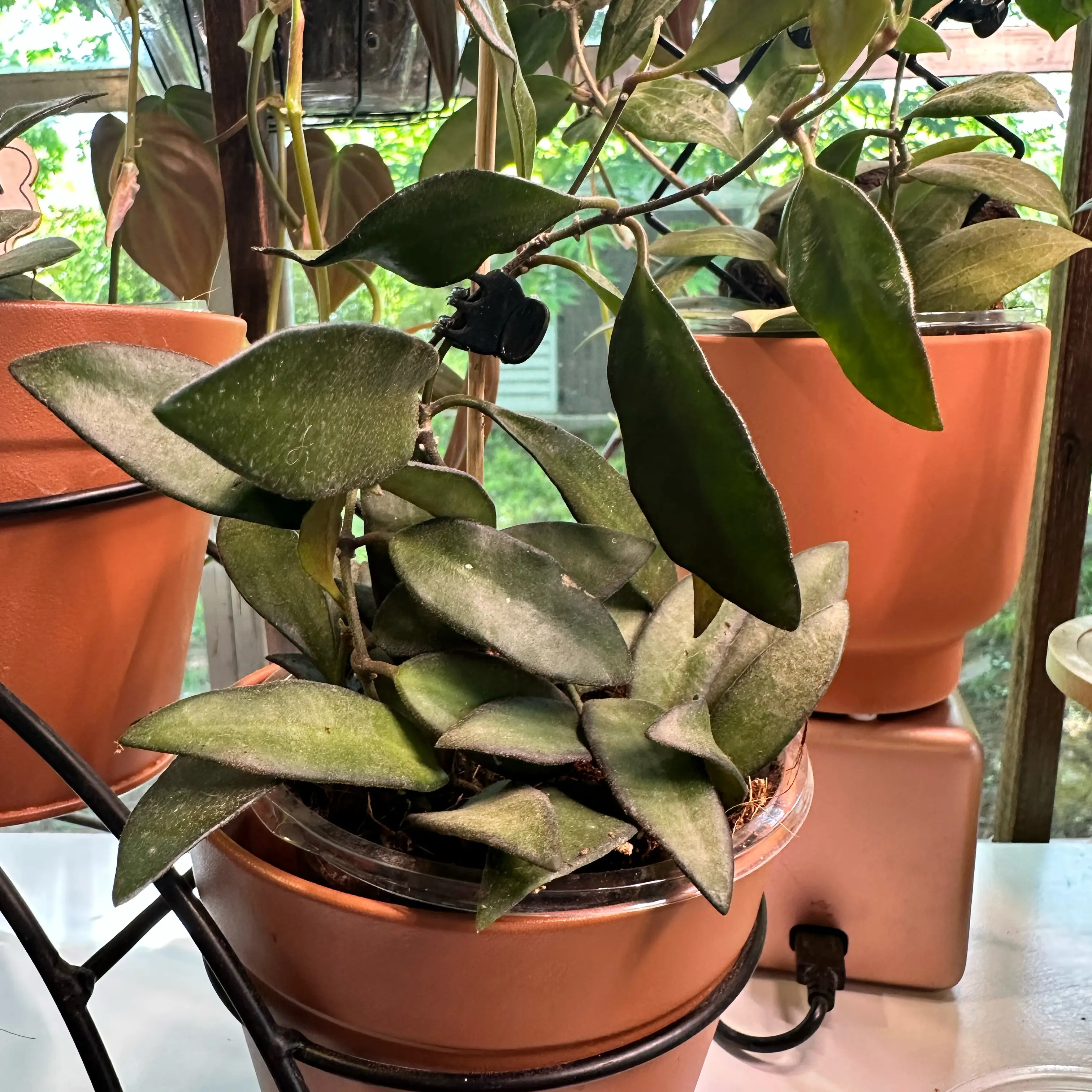 Photo of the plant species Hoya Rosarioae by @PlantDryaid named Dax on Greg, the plant care app