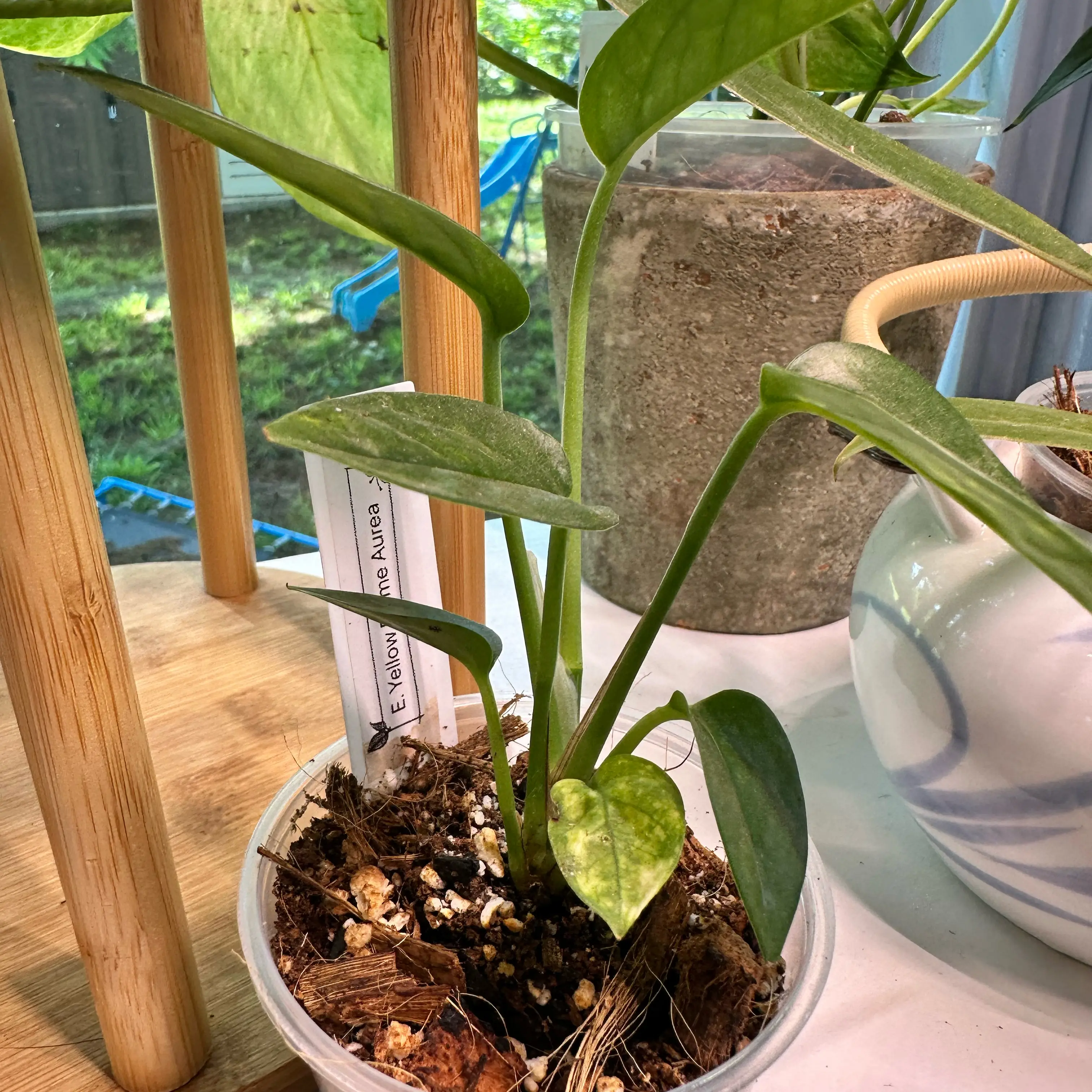 Photo of the plant species Kujang Yellow Flame Epipremnum Pinnatum by @PlantDryaid named Sunshine on Greg, the plant care app