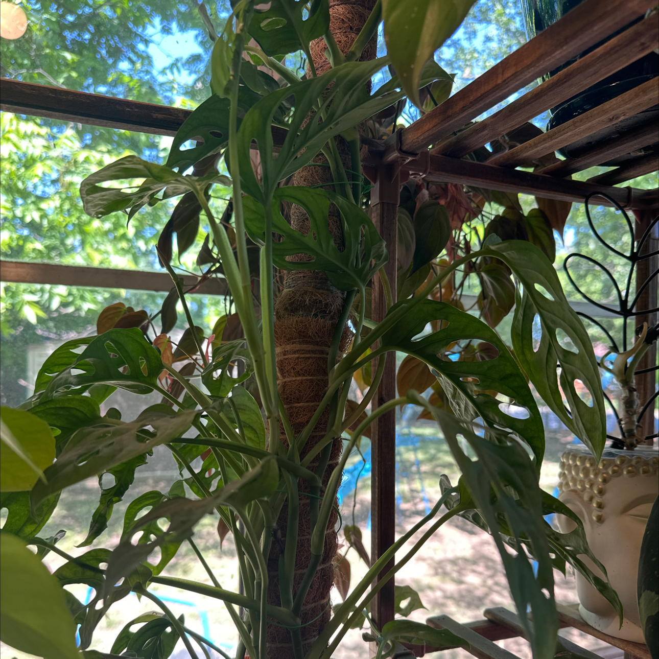 Photo of the plant species Variegated Monstera Adansonii 'Albo' by @PlantDryaid named Rhiannon on Greg, the plant care app